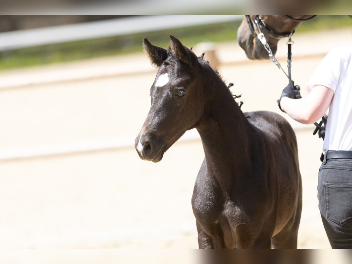 Trakehner Hengst Fohlen (05/2025) Rappe in Quakenbr&#xFC;ck