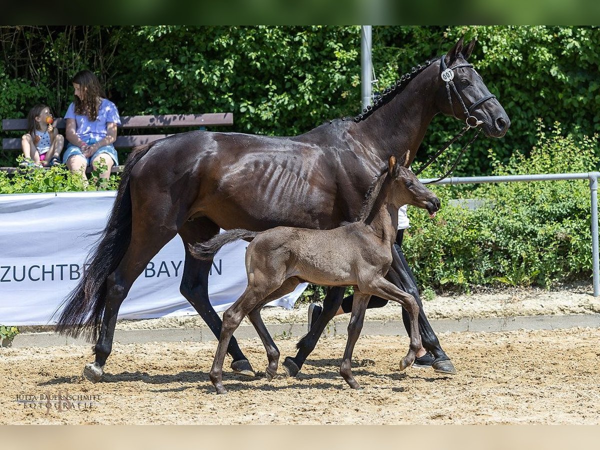 Trakehner Hengst Fohlen (05/2025) Rappe in Schlo&#xDF;stall Reichersbeuern/T&#xD6;L