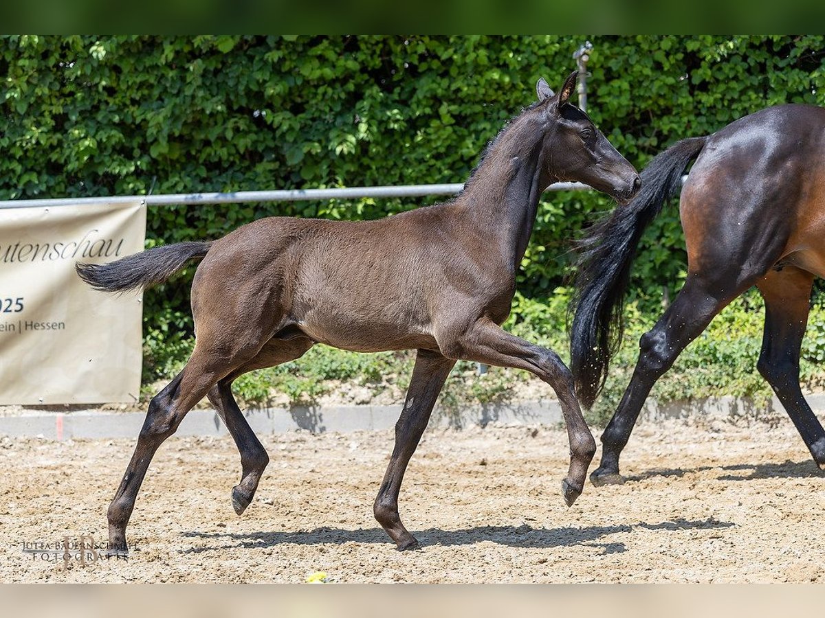 Trakehner Hengst Fohlen (03/2025) Rappe in G&#xFC;nzburg