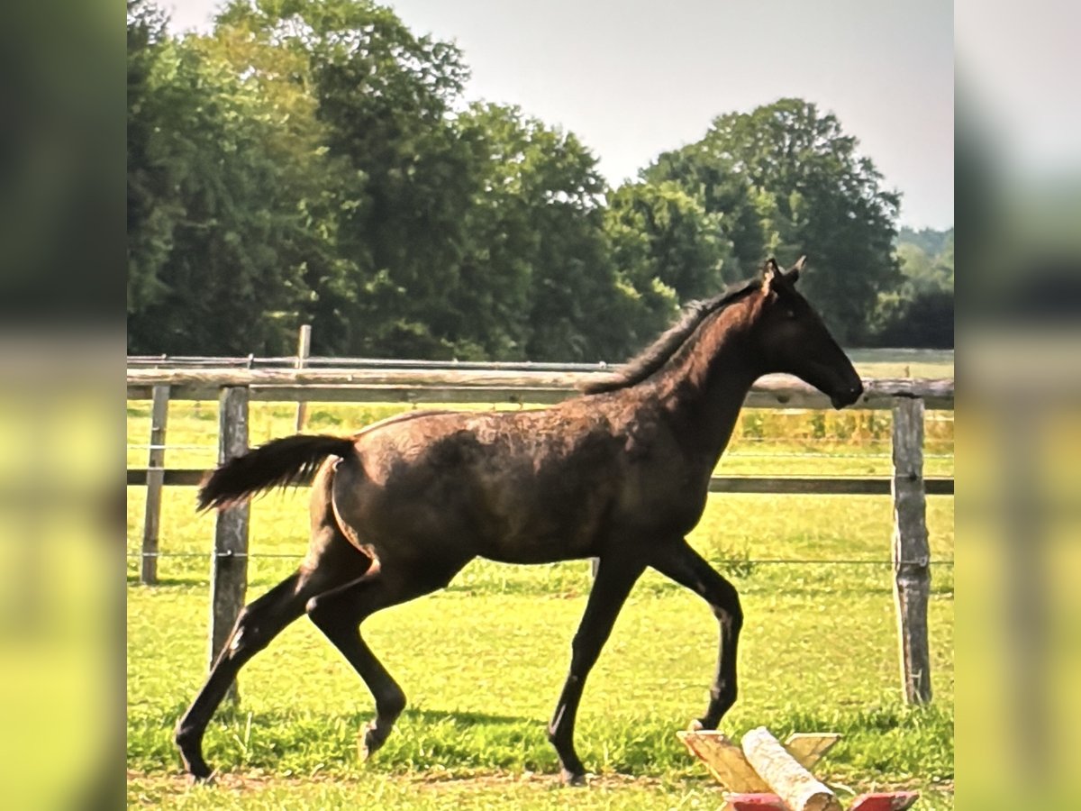 Trakehner Hengst  Rappschimmel in Bargteheide
