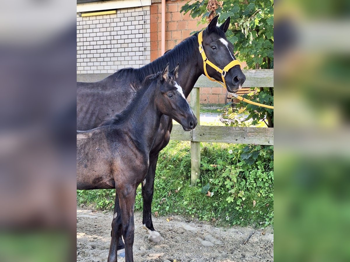 Trakehner Hengst Fohlen (06/2024) Schimmel in Grebenstein