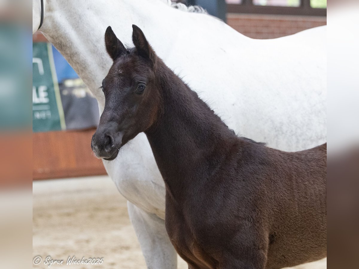 Trakehner Hengst  Schwarzbrauner in L&#xF6;ningen