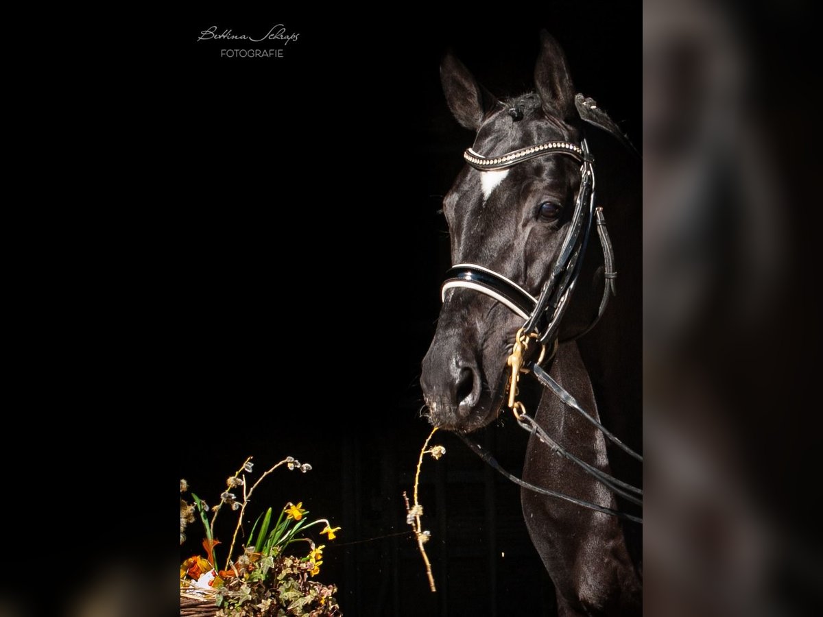 Trakehner Hengst Rappe in Herbstein