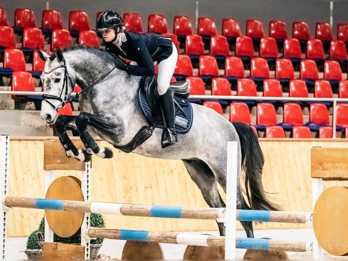 Trakehner Hengst Schimmel in Aukrug