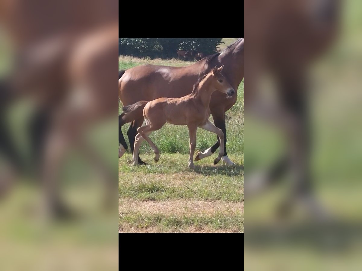 Trakehner Hengst Veulen (05/2025) 169 cm Bruin in Brakel