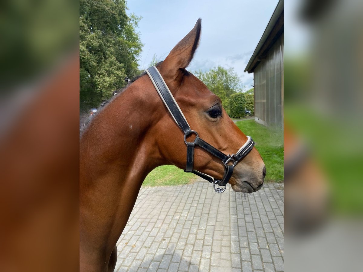 Trakehner Hengst veulen (04/2024) 170 cm Donkerbruin in Kurtscheid