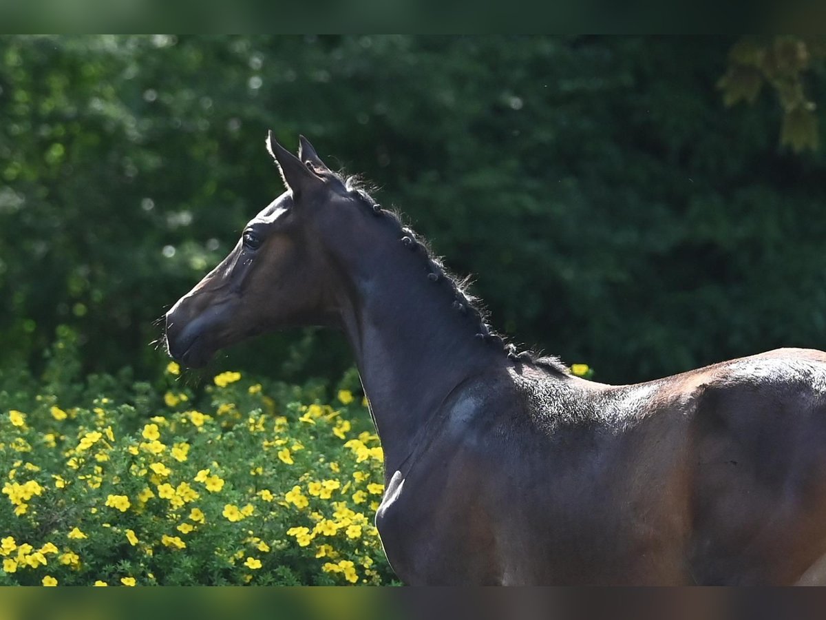 Trakehner Hengst veulen (03/2024) Bruin in Nottuln