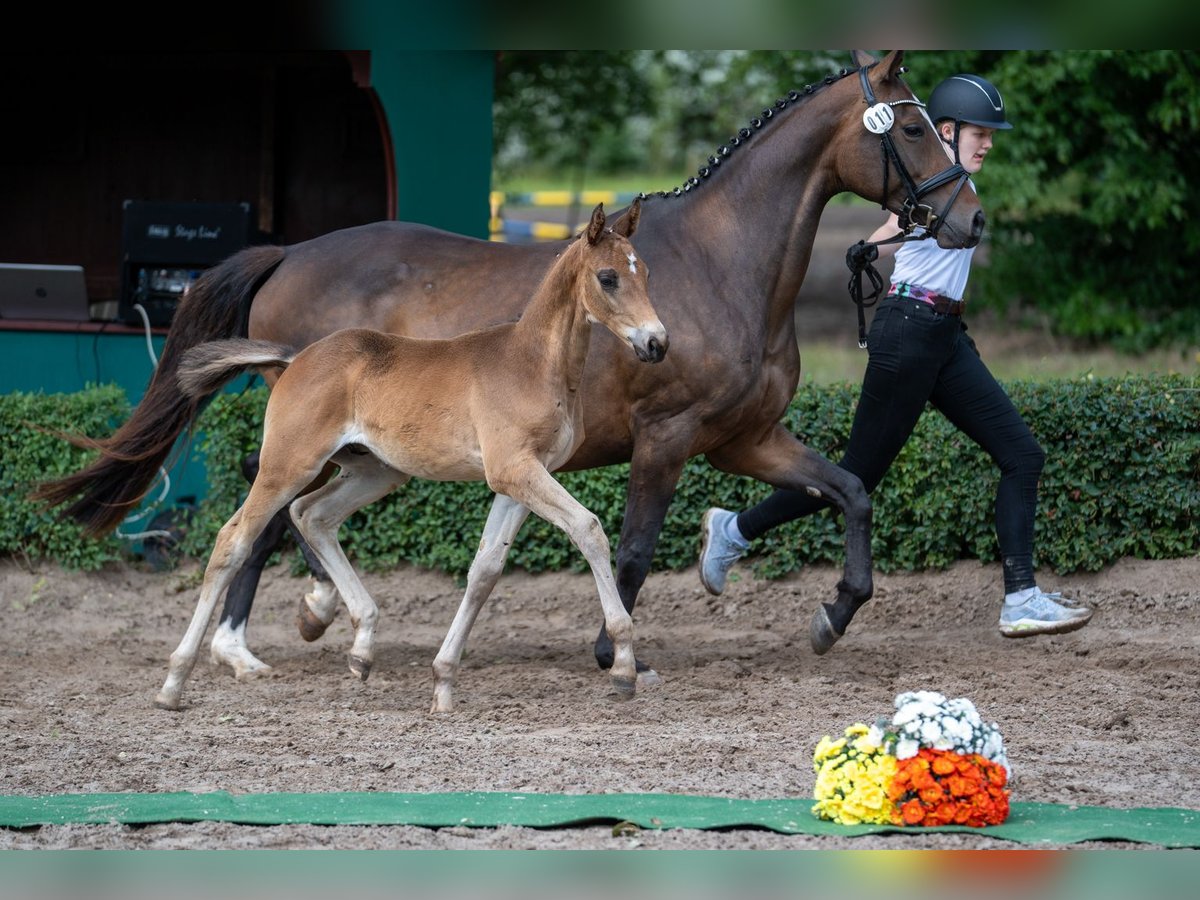 Trakehner Hengst Veulen (04/2025) Bruin in Kneitlingen