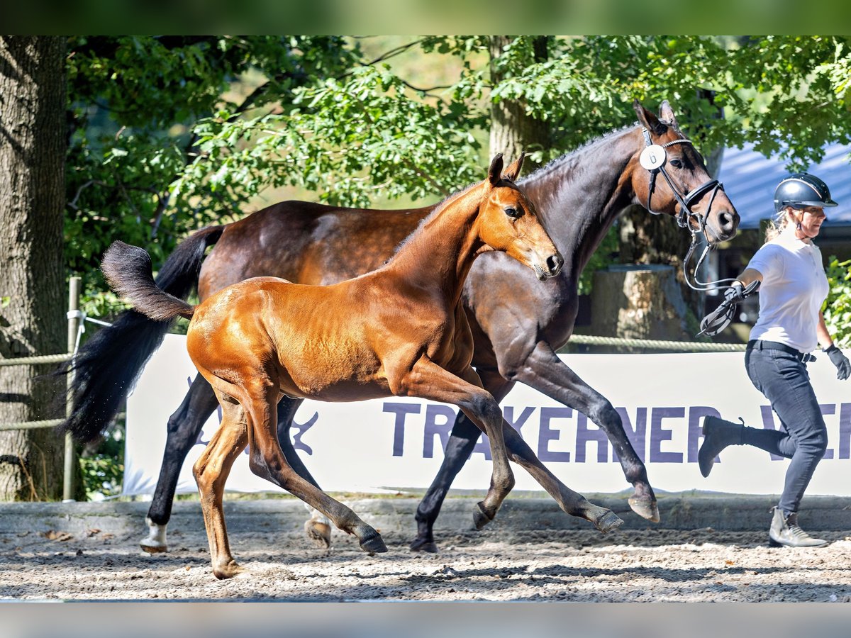 Trakehner Hengst Veulen (05/2025) Bruin in Densborn
