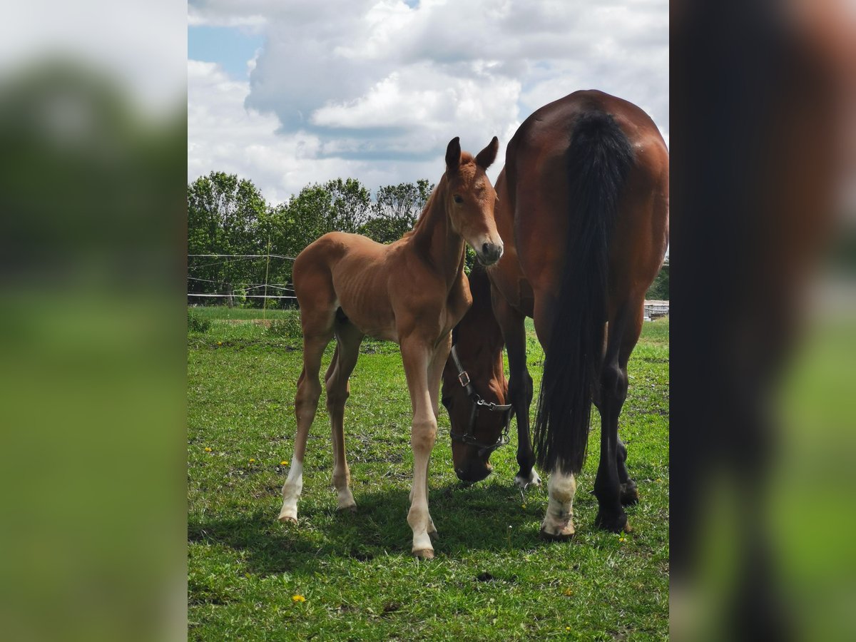 Trakehner Hengst Veulen (05/2025) Donkere-vos in Klingenberg, Colmnitz
