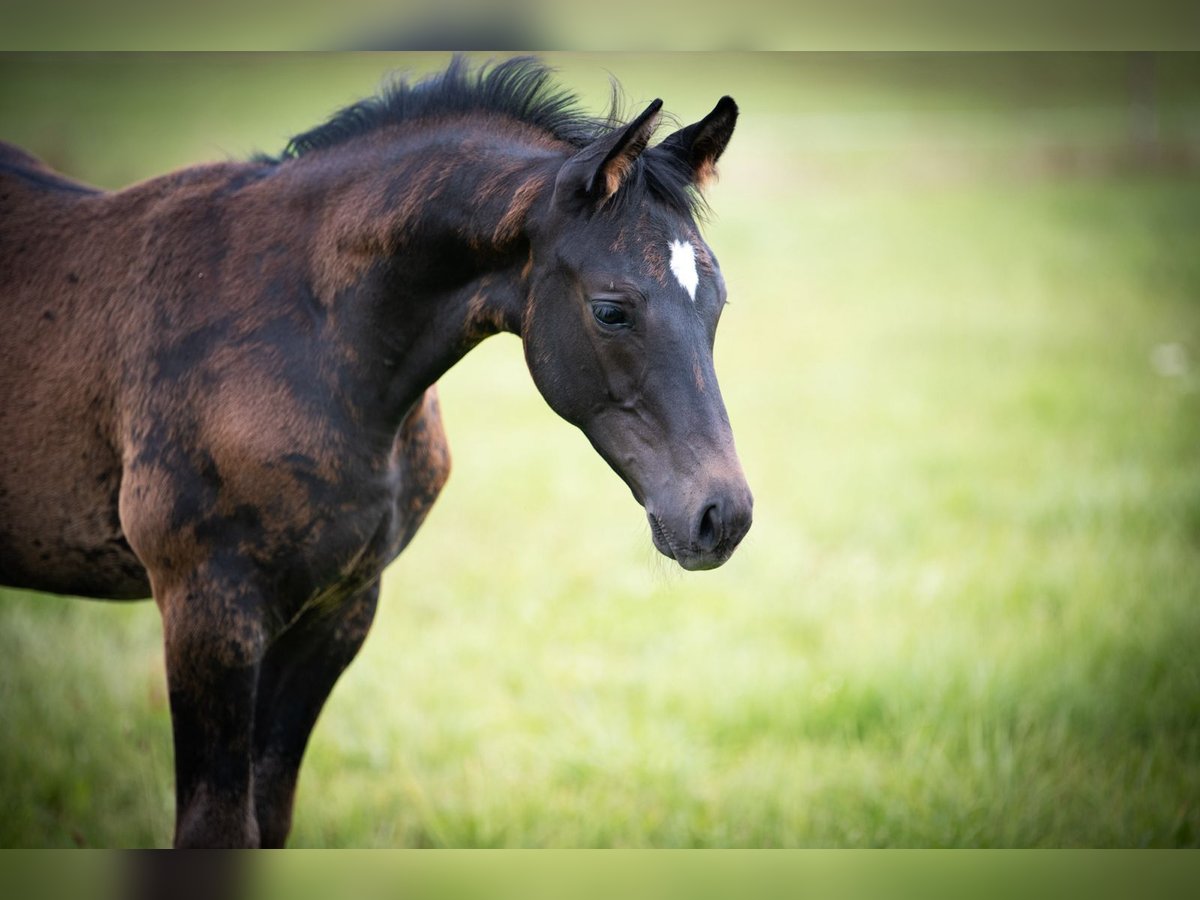 Trakehner Hengst Veulen (05/2025) Zwartbruin in Hohenstein &#xD6;denwaldstetten