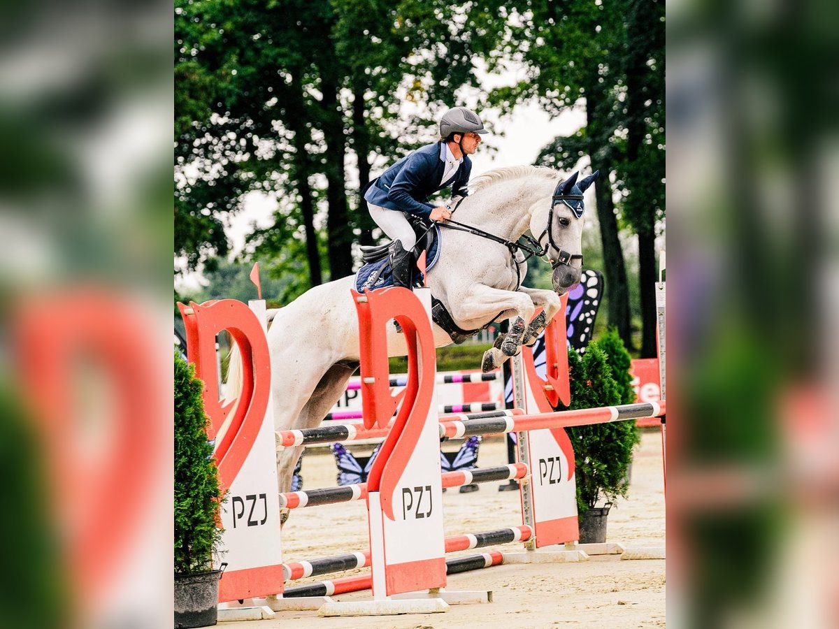 Trakehner Hongre 10 Ans 166 cm Gris in Czarny Dunajec