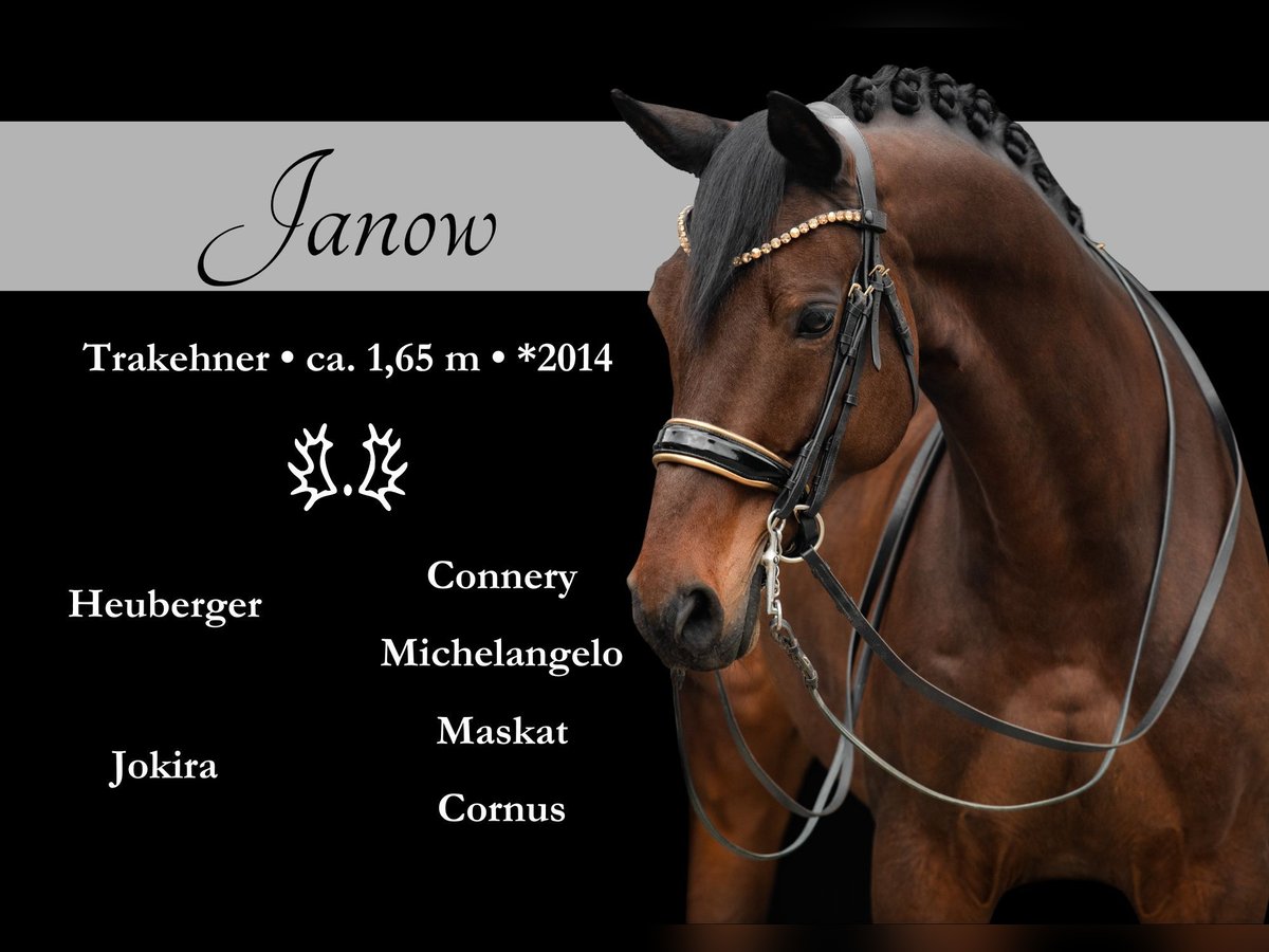 Trakehner Hongre 11 Ans 165 cm Bai brun in Wehringen