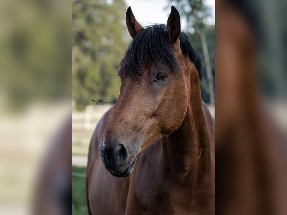 Trakehner Croisé Hongre 11 Ans 172 cm Bai in Emmerich