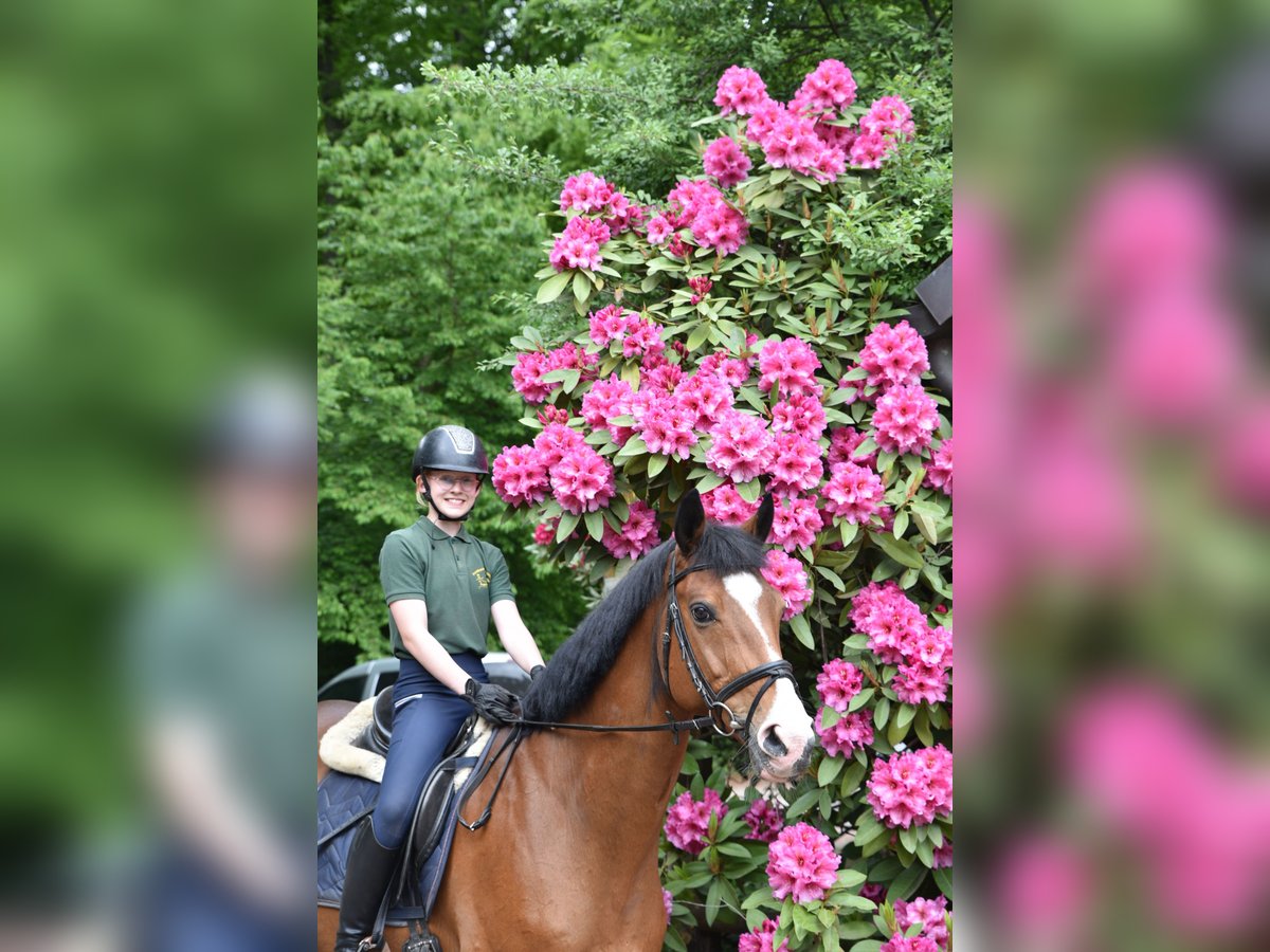 Trakehner Hongre 12 Ans 166 cm Bai in L&#xFC;neburg