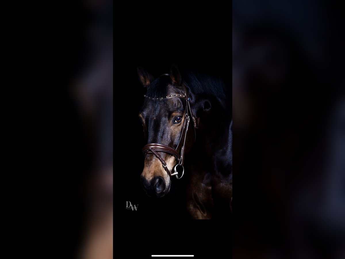 Trakehner Hongre 14 Ans 160 cm Bai in MaulbronN