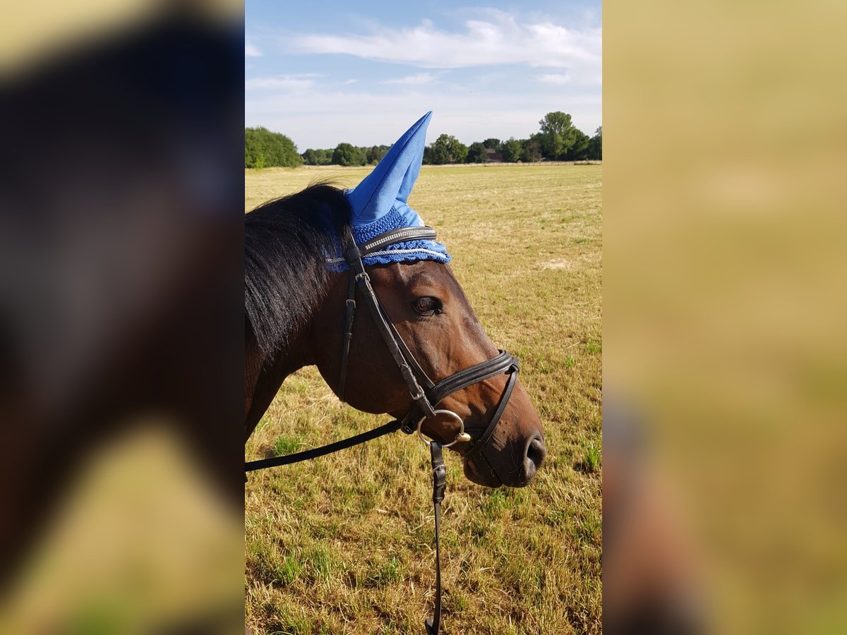 Trakehner Hongre 16 Ans 160 cm in Halle