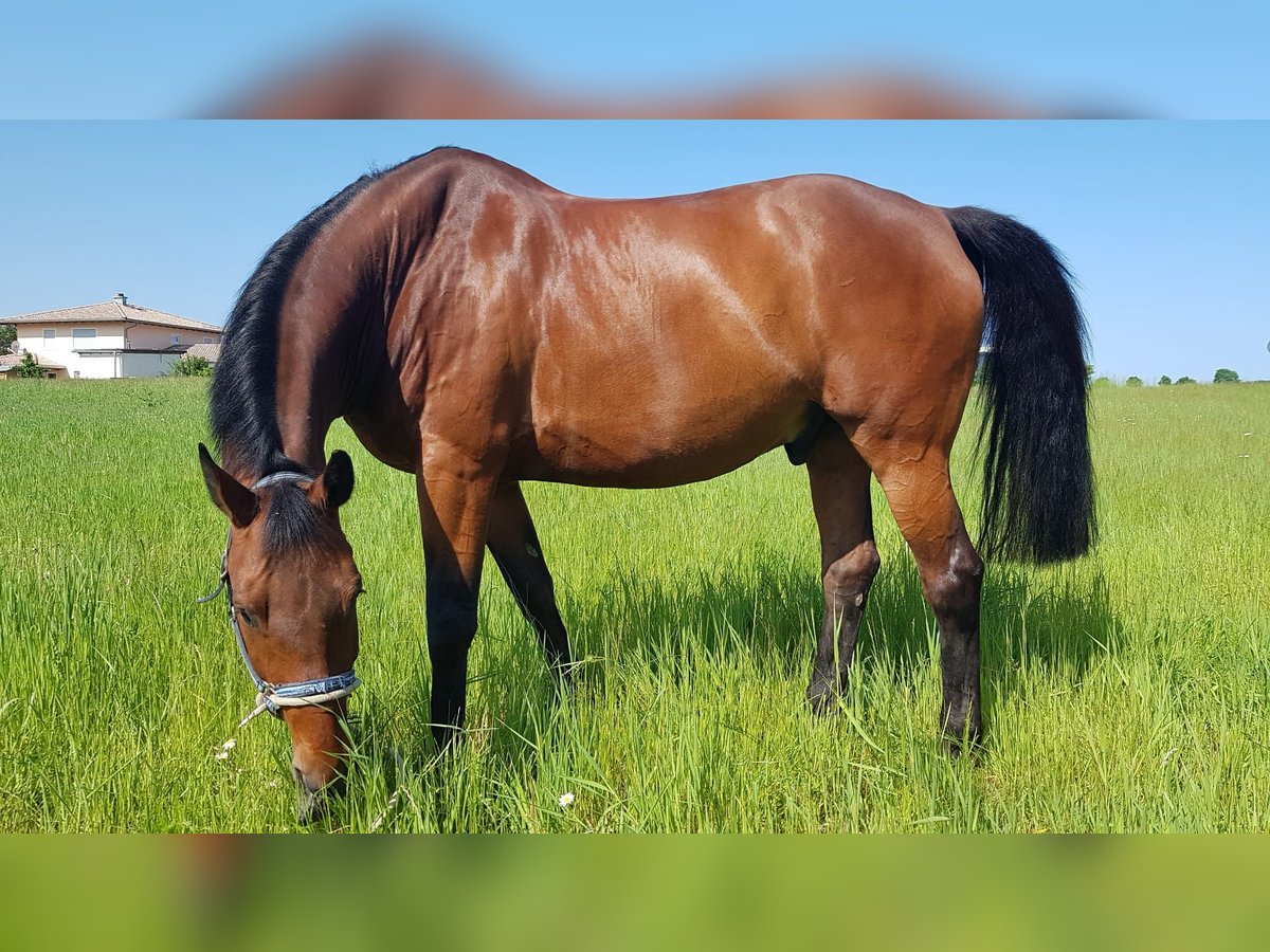 Trakehner Croisé Hongre 16 Ans 185 cm Bai in Frauenau