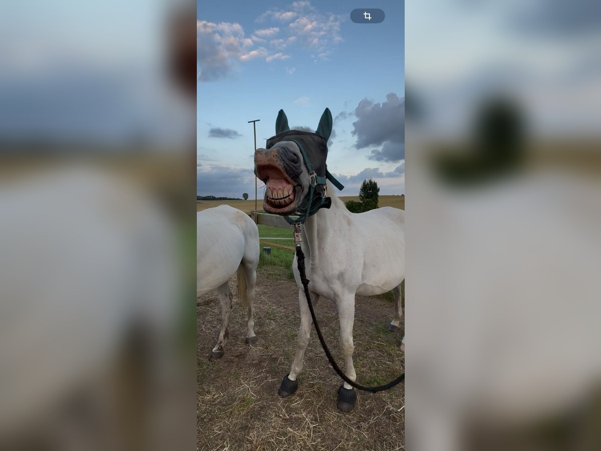 Trakehner Hongre 18 Ans 163 cm Gris in Gronau (Leine)