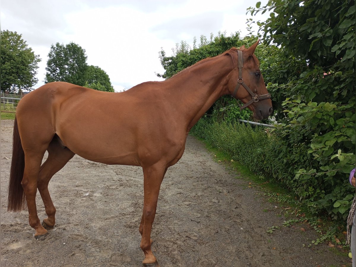 Trakehner Hongre 20 Ans 170 cm Alezan in Meckenbeuren