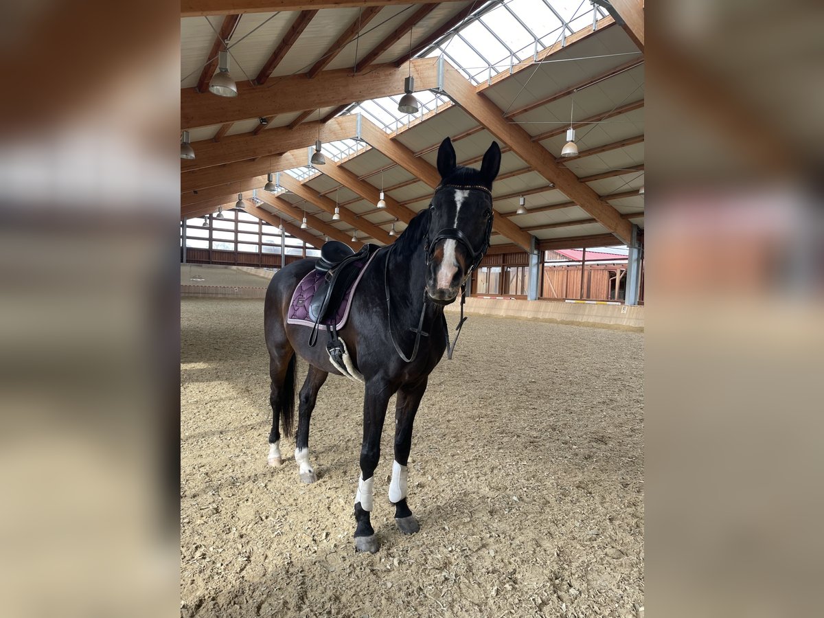 Trakehner Hongre 21 Ans 174 cm Bai brun in K&#xF6;nigstetten