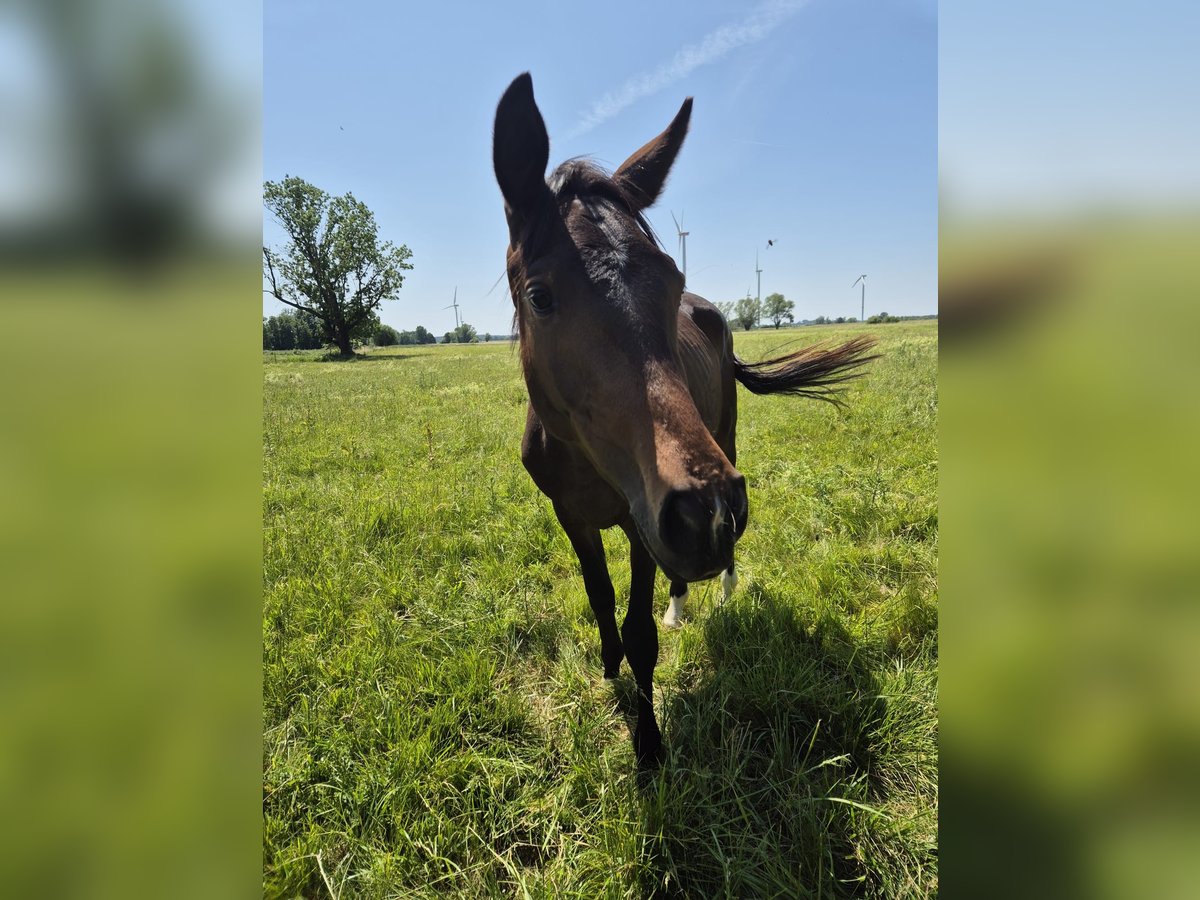 Trakehner Hongre 2 Ans 168 cm Bai brun foncé in M&#xF6;llenbeck