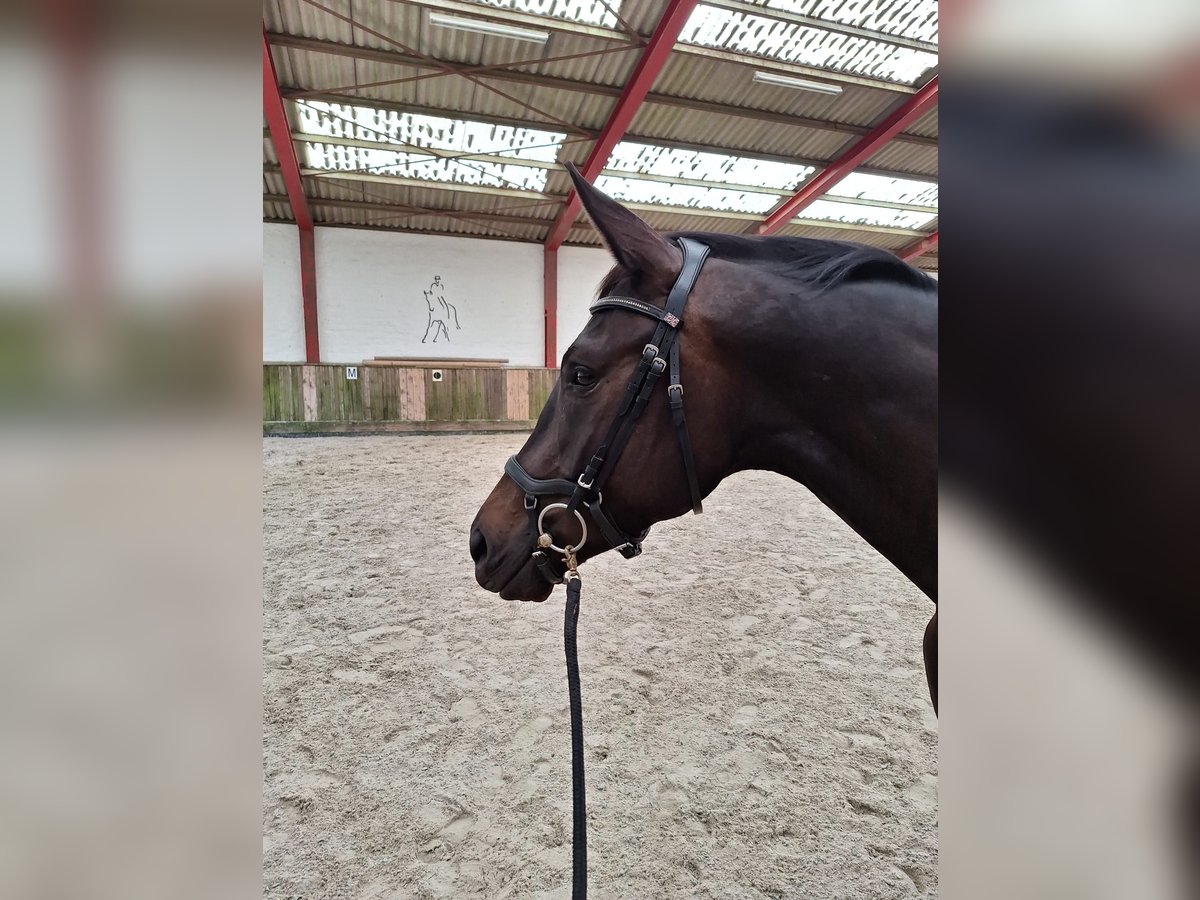 Trakehner Hongre 3 Ans 170 cm Bai brun in Soltendieck Trakehner Hongre 3 Ans 170 cm Bai brun in Soltendieck