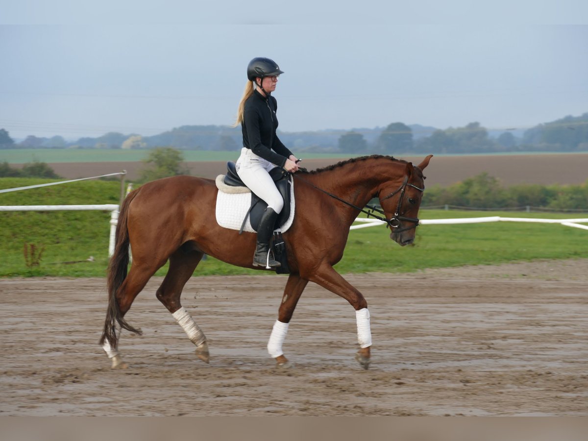 Trakehner Hongre 4 Ans 168 cm Alezan brûlé in Ganschow