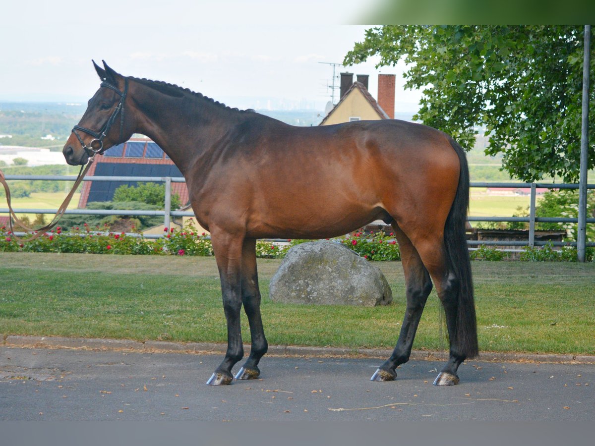 Trakehner Hongre 4 Ans 170 cm Bai in Alzenau in Unterfranken