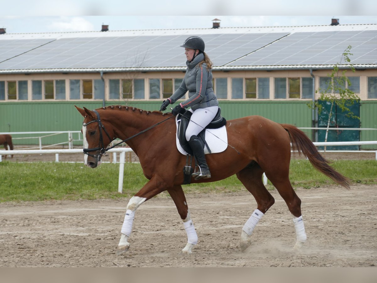 Trakehner Hongre 4 Ans 171 cm Alezan in Ganschow