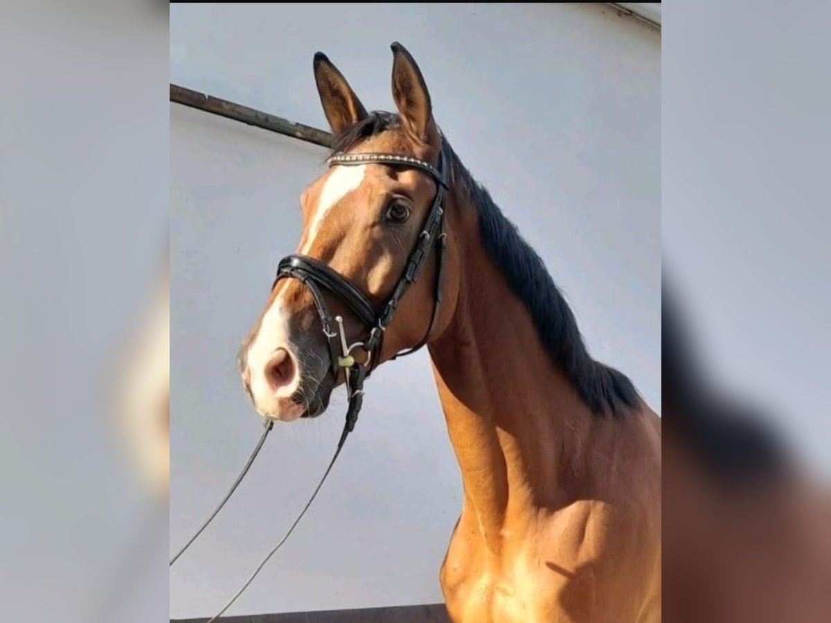 Trakehner Hongre 5 Ans 168 cm Bai in Dinslaken