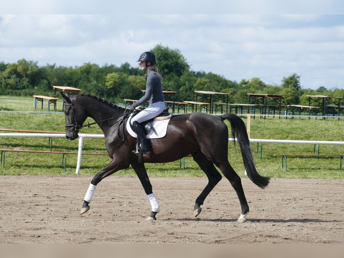 Trakehner Hongre 5 Ans 173 cm Noir in Ganschow