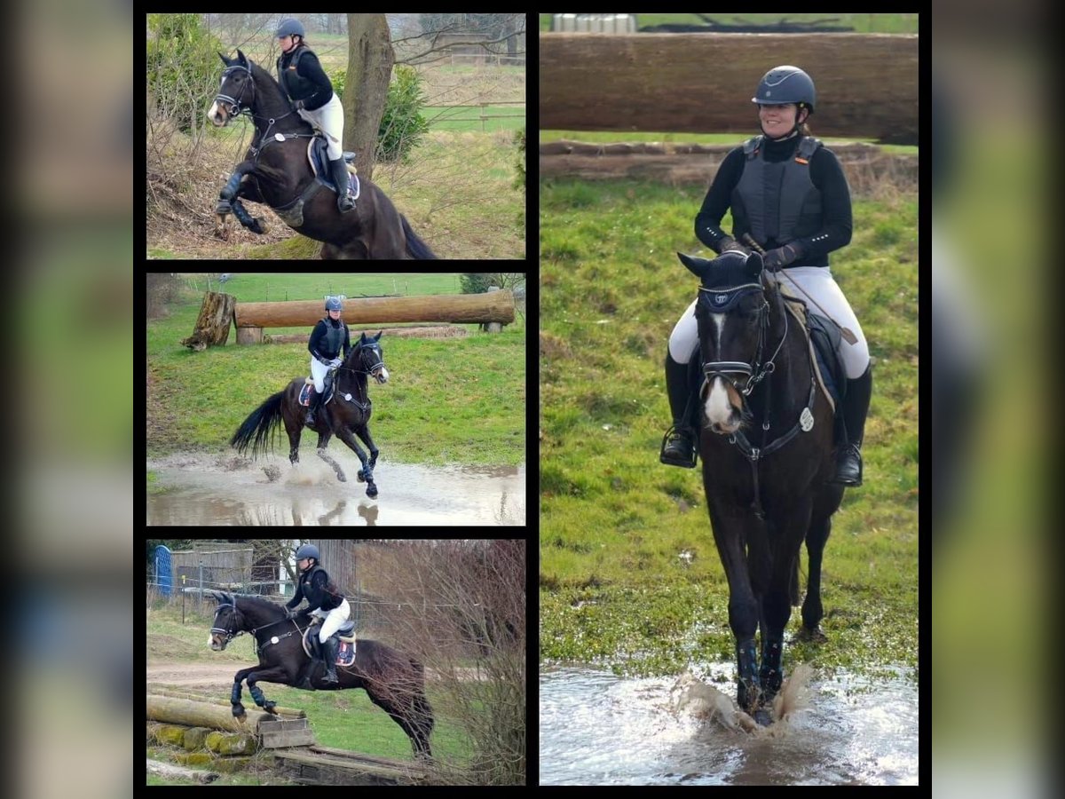 Trakehner Hongre 5 Ans Bai brun in Uslar