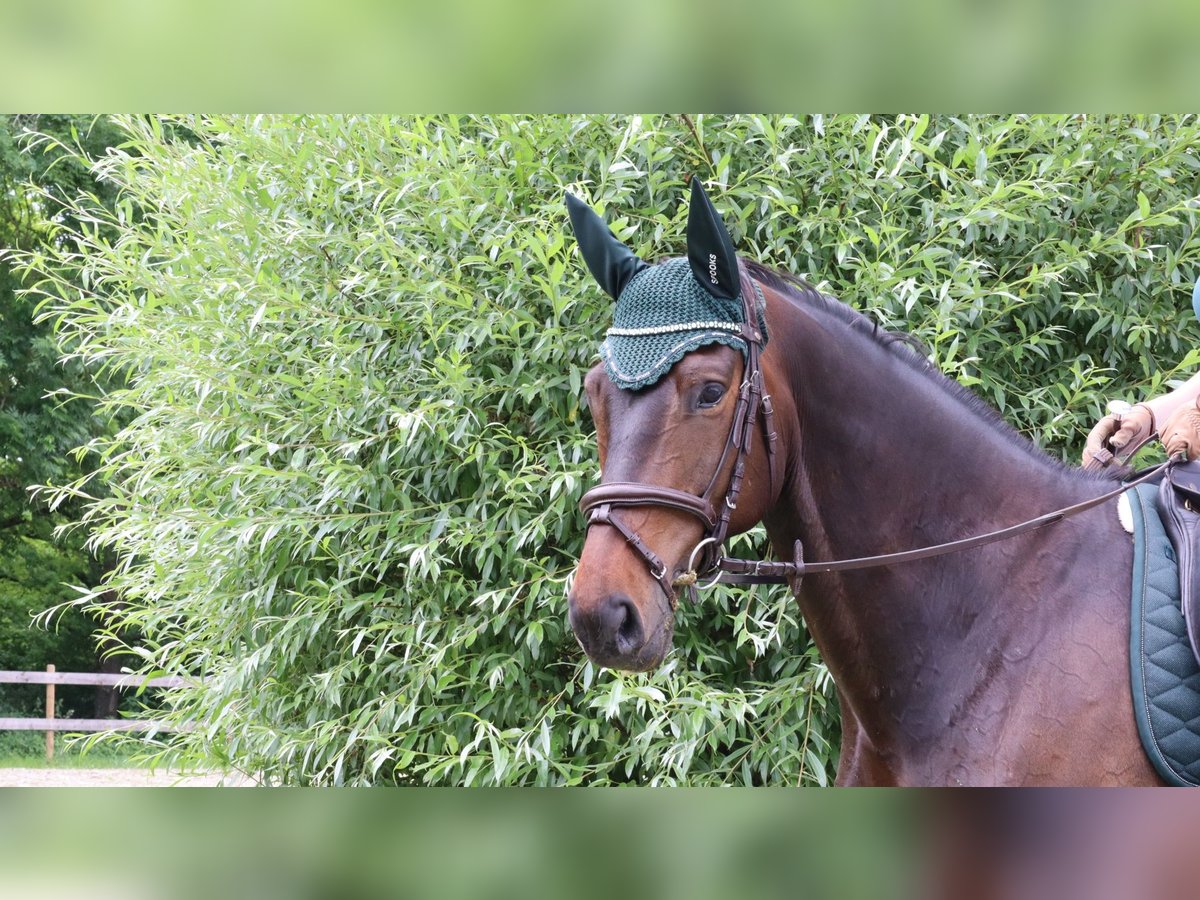 Trakehner Hongre 8 Ans 167 cm Bai brun in Boms