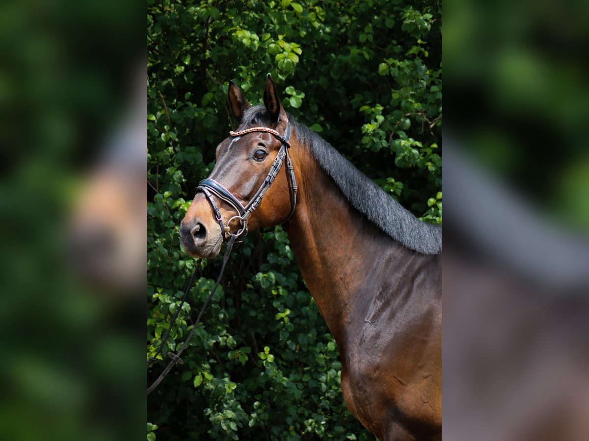 Trakehner Hongre 8 Ans 172 cm Bai in Wartenberg