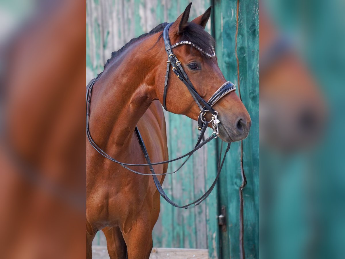 Trakehner Hongre 8 Ans 172 cm Bai in Zolling