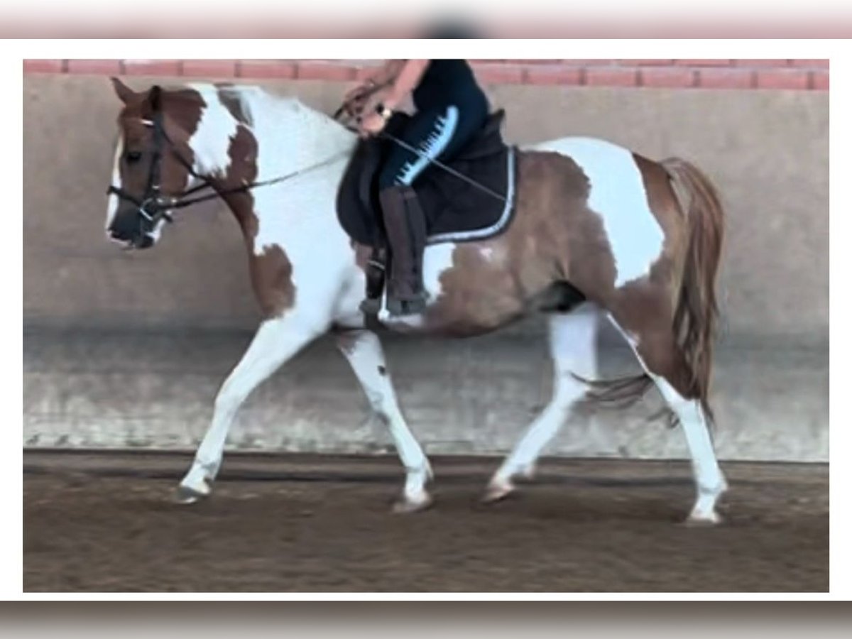 Trakehner Croisé Hongre 9 Ans 150 cm Pinto in Weisendorf