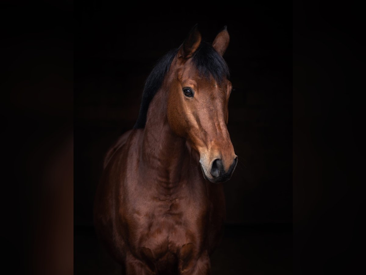 Trakehner Hongre 9 Ans 167 cm Bai clair in Wurmberg