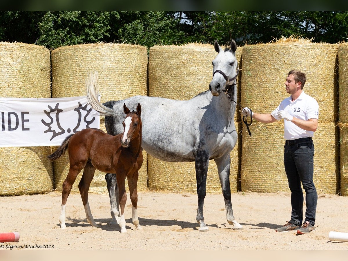 Trakehner Jument 11 Ans 162 cm Gris in Aytos