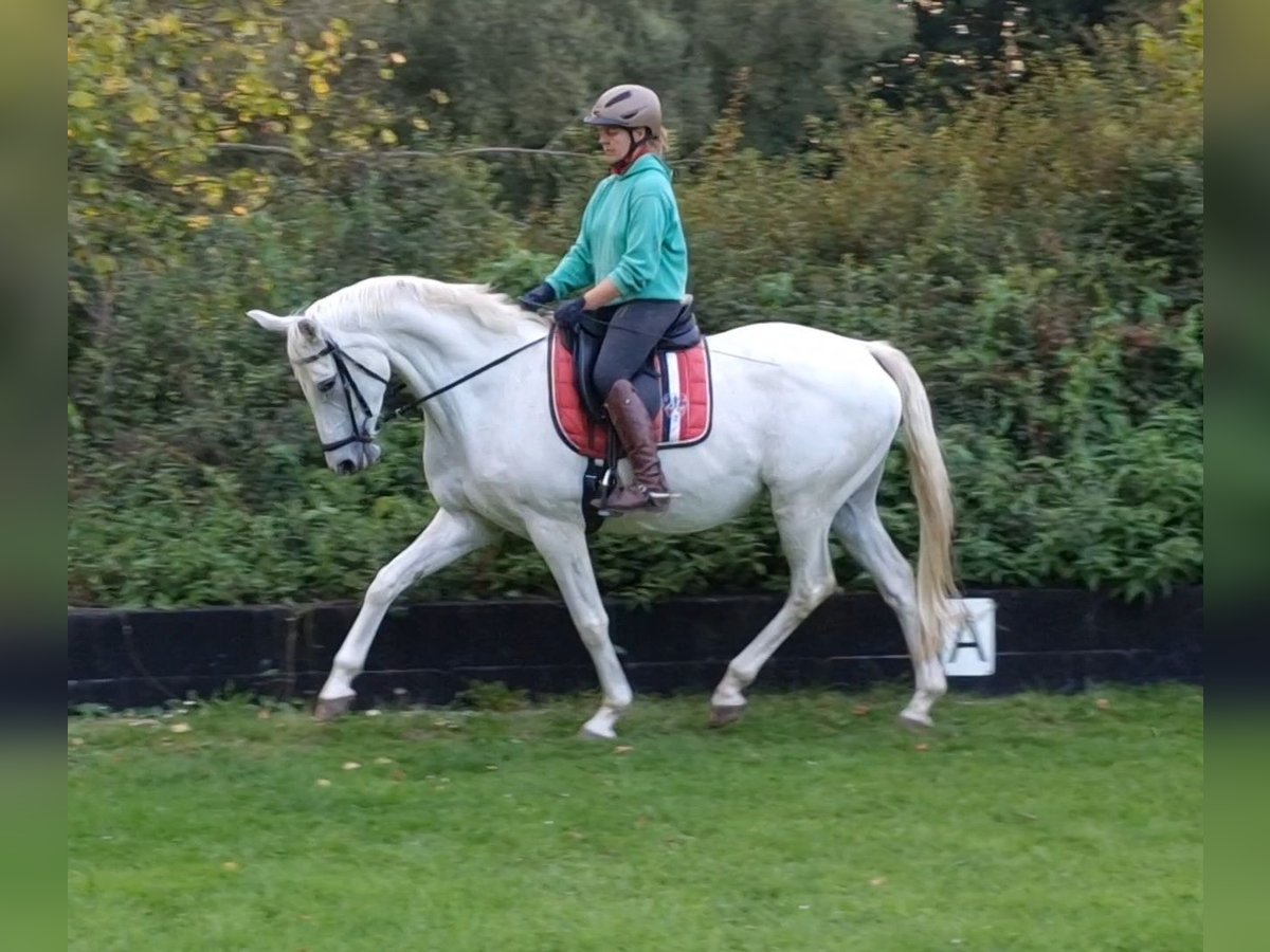 Trakehner Jument 12 Ans 166 cm Gris in Majenfelde (Bosau)