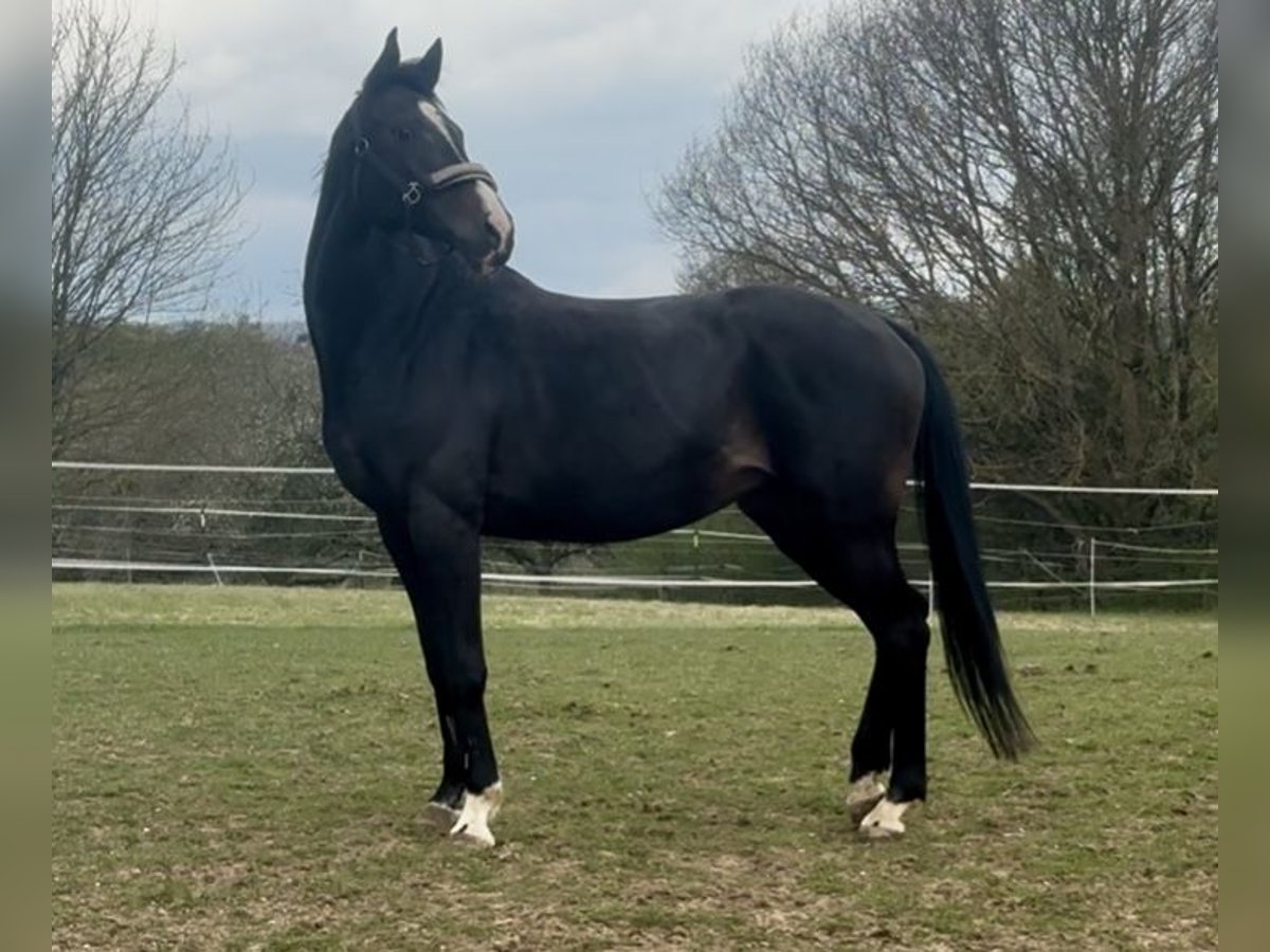 Trakehner Jument 13 Ans 165 cm Bai in Beselich