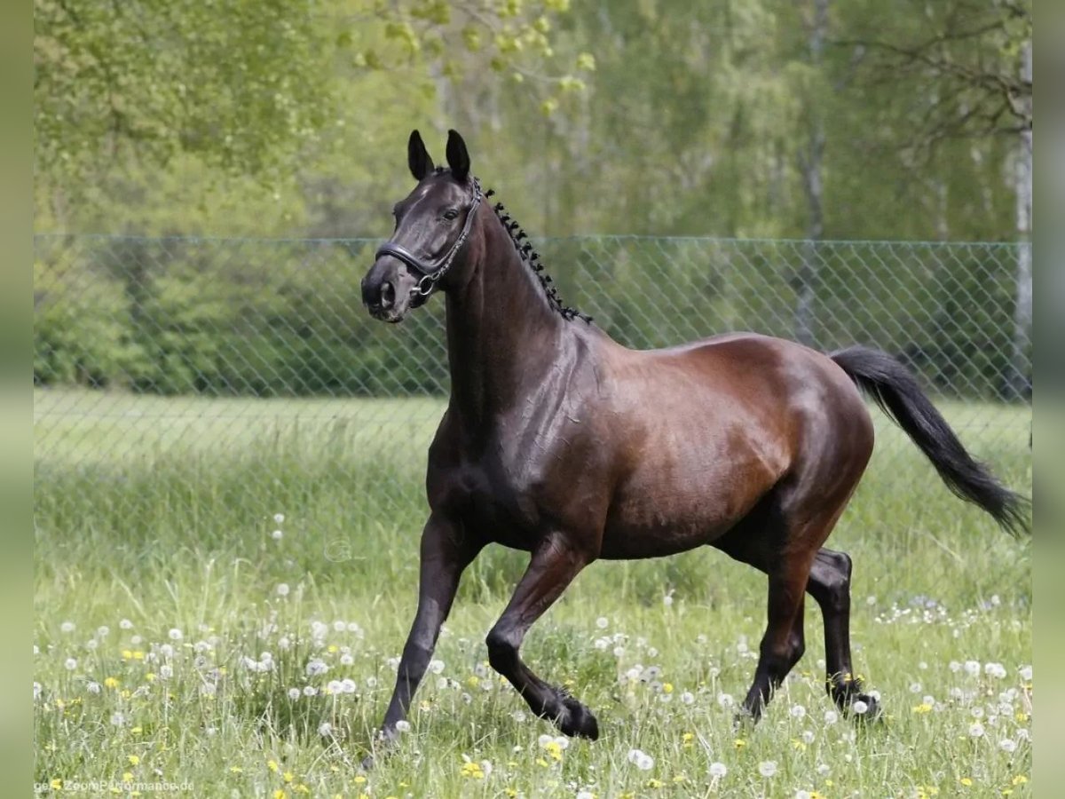 Trakehner Jument 14 Ans 160 cm Noir in Essen
