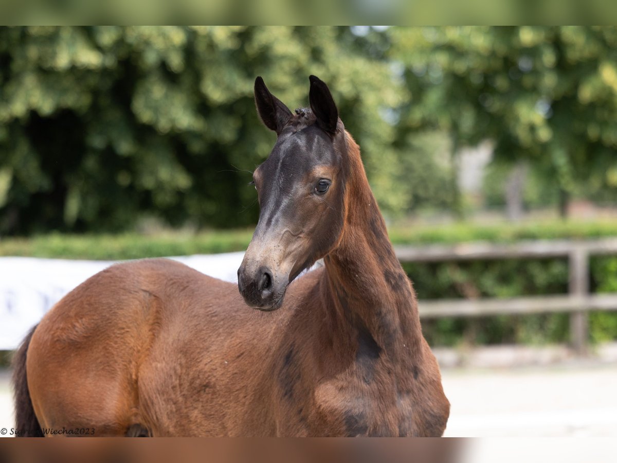 Trakehner Jument 1 Année 168 cm Noir in Löbau