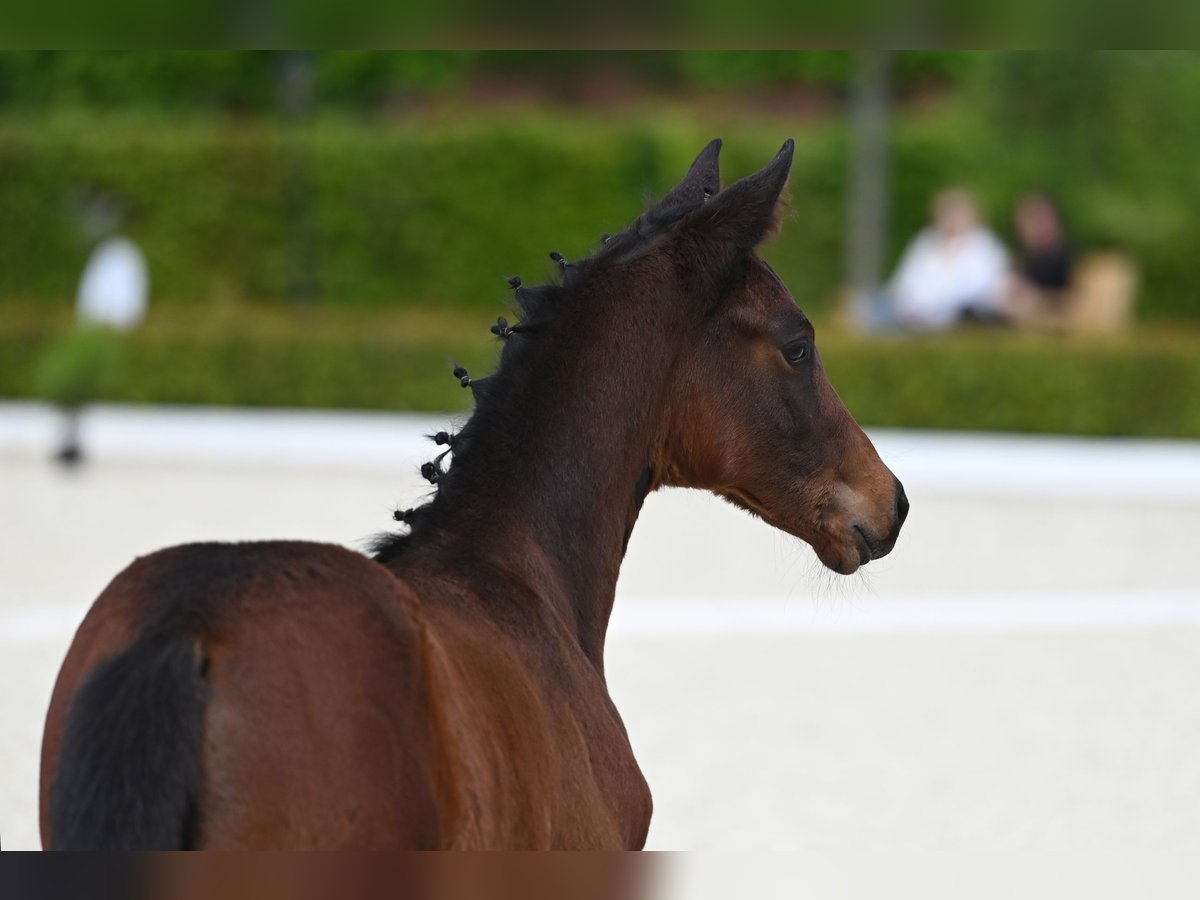 Trakehner Jument 1 Année Bai in Bad Zwischenahn