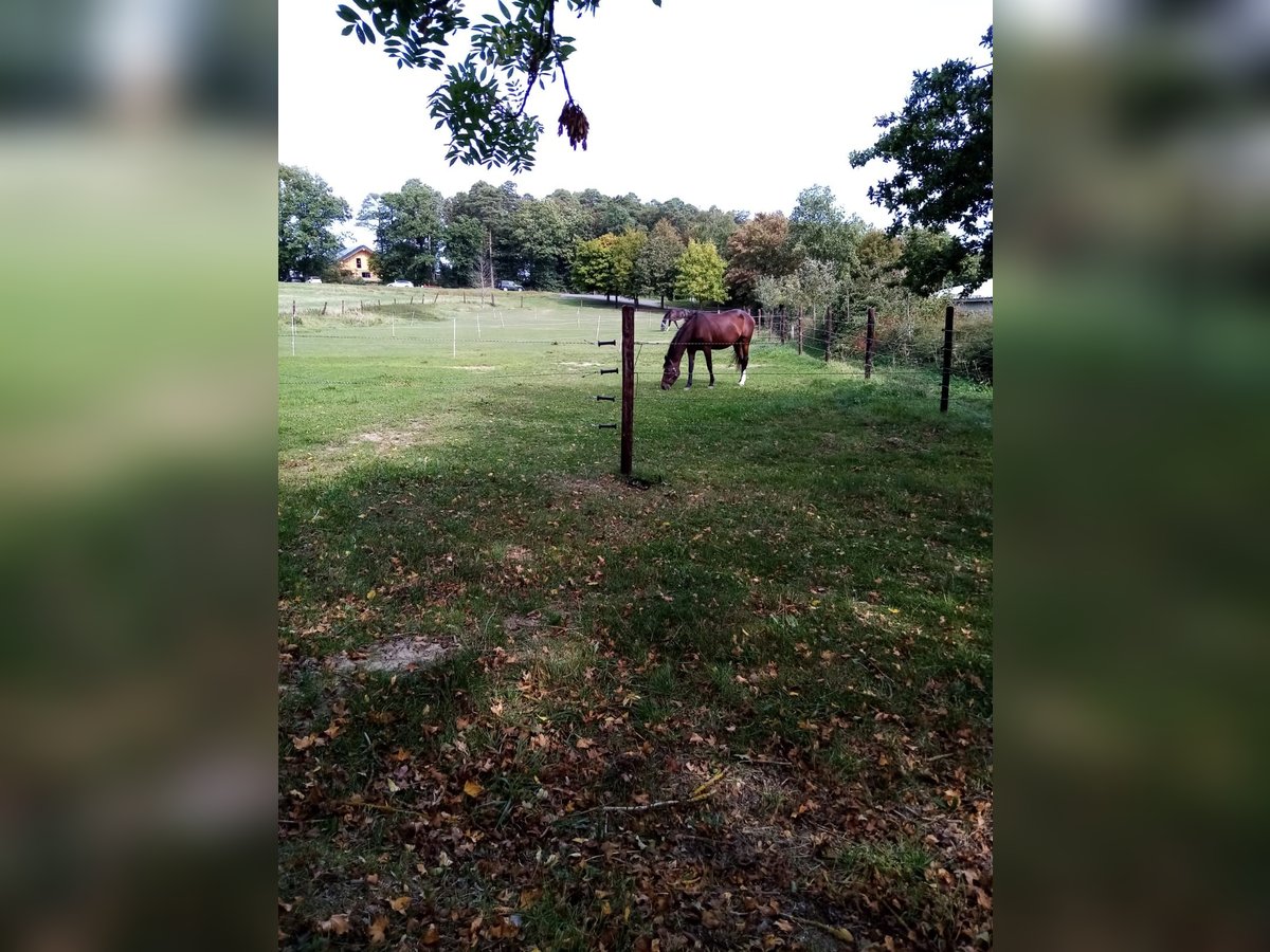 Trakehner Jument 23 Ans 160 cm Bai brun in Dümpelfeld Trakehner Jument 23 Ans 160 cm Bai brun in Dümpelfeld