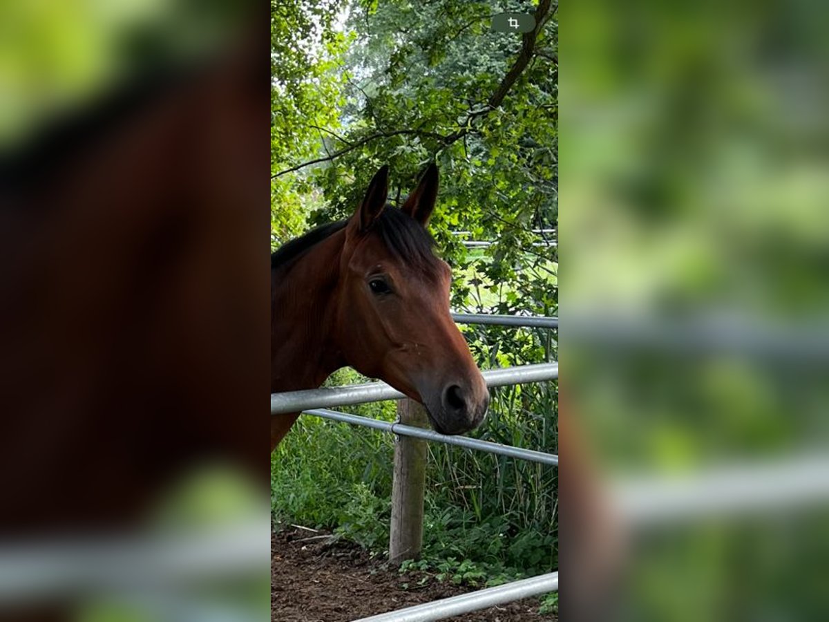 Trakehner Jument 2 Ans 159 cm Bai in Neuruppin - Rosenwinkel