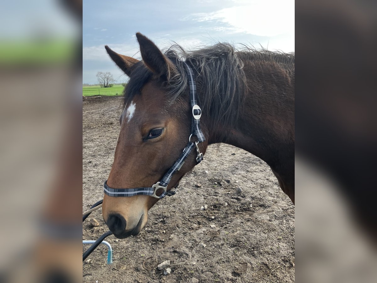 Trakehner Jument 2 Ans 163 cm Bai in Päwesin