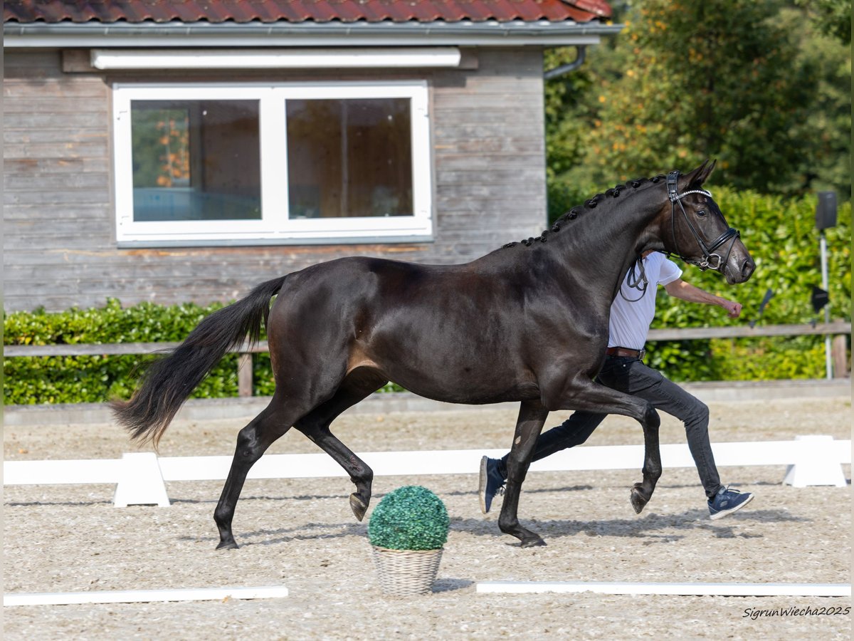 Trakehner Jument 2 Ans 166 cm Bai brun in Selk