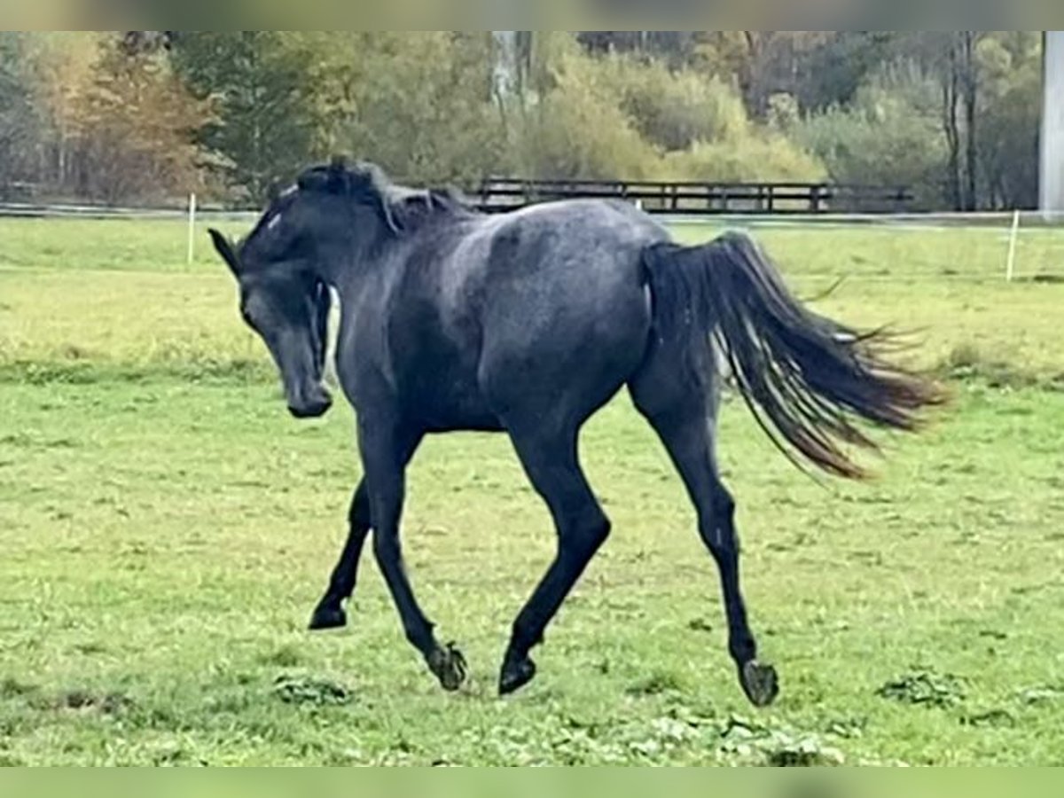 Trakehner Jument 2 Ans 166 cm Gris in Sankt Michael