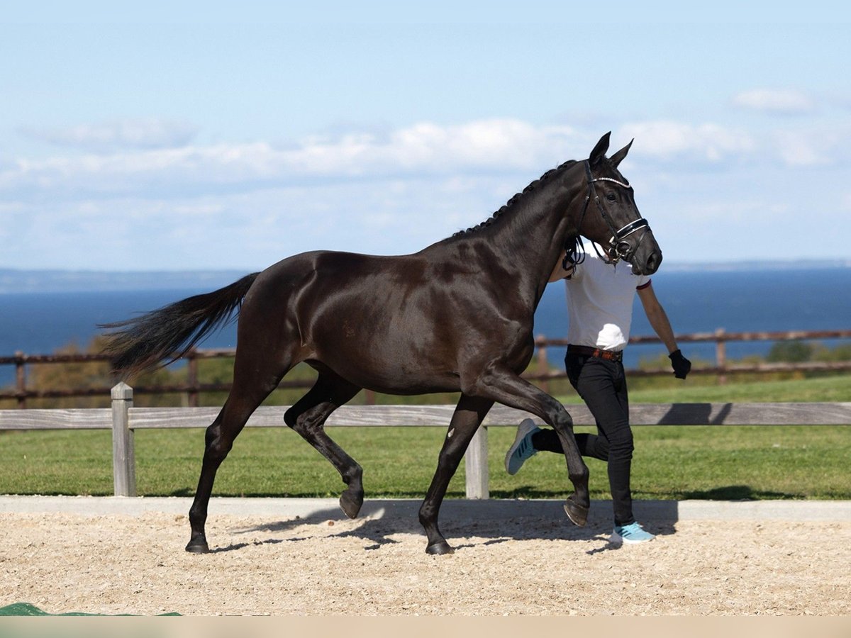 Trakehner Jument 2 Ans 167 cm Bai brun foncé in B&#xF8;rkop